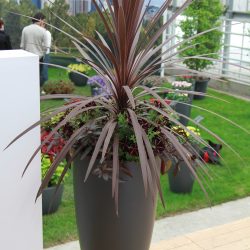 CORDYLINE Australis Red Star