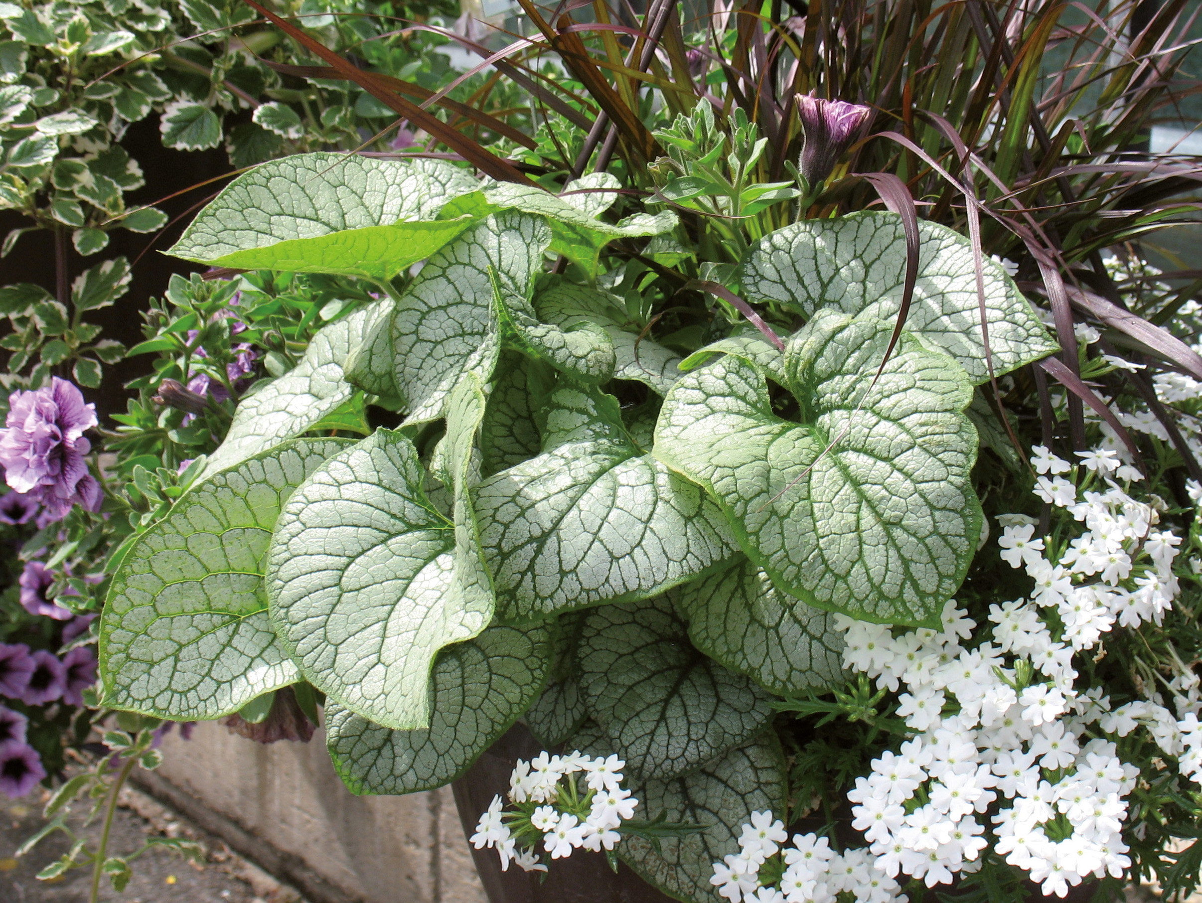 BRUNNERA Macrophylla Sea Heart