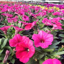 Annuelles en pot de 10 cm