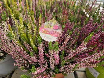 BRUYERE Calluna TRICOLOR