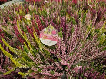 BRUYERE Calluna TRICOLOR – Image 2