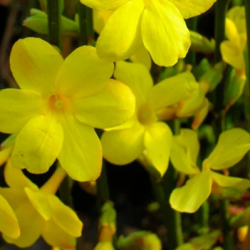 JASMINUM Nudiflorum