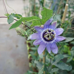 PASSIFLORA Lady Betty Myles Young