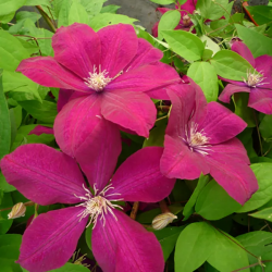 CLEMATITE ROUGE CARDINAL