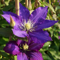 CLEMATITE Daniel DERONDA