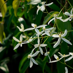 CLEMATITE Armandii Little White Charm