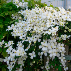 CLEMATITE Montana Spooneri