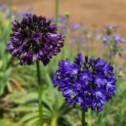 AGAPANTHUS Black Jack
