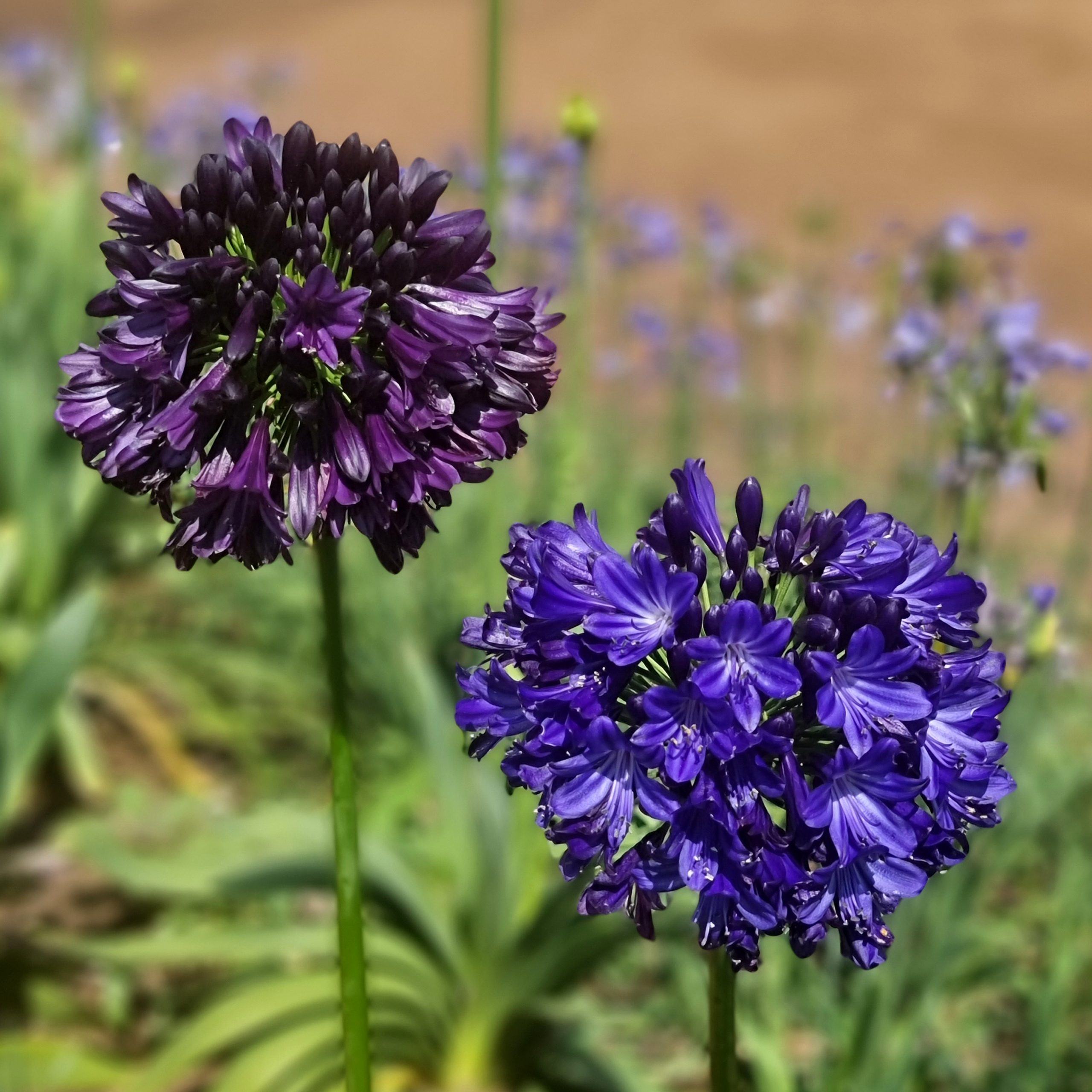 AGAPANTHUS Black Jack