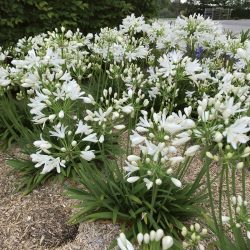 AGAPANTHUS Kilmurry White