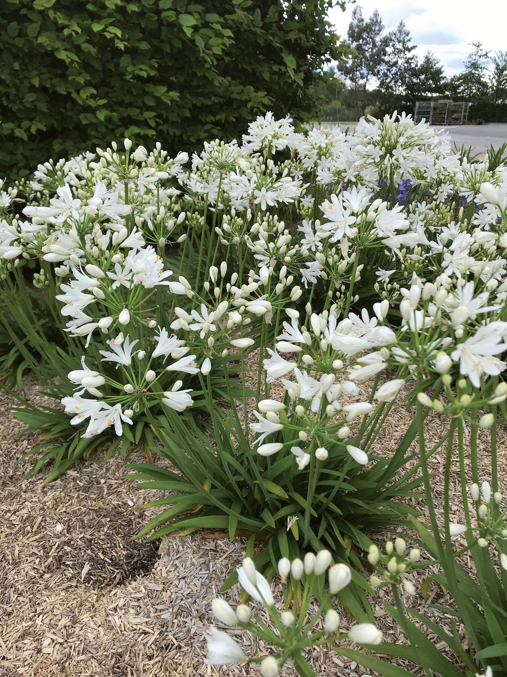AGAPANTHUS Kilmurry White