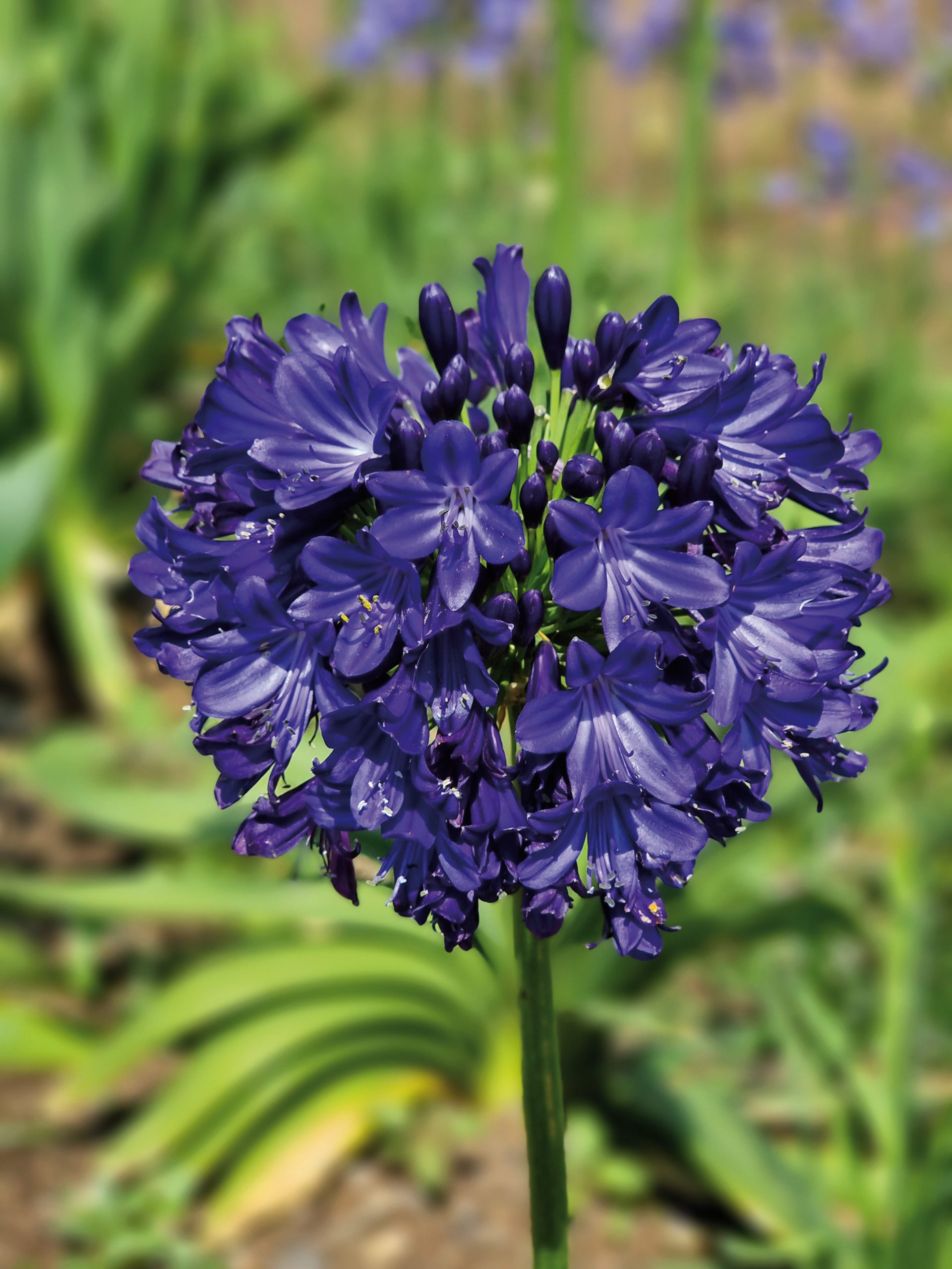 AGAPANTHUS Midnight Sky
