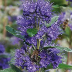 CARYOPTERIS Clandonensis Grand Bleu