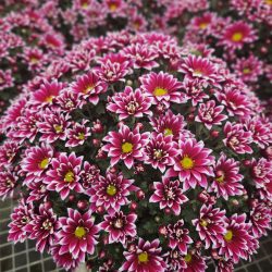 CHRYSANTHEME Pâquerette PETIT 2L