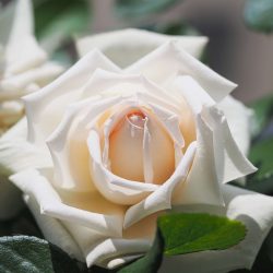 ROSIER Grandes Fleurs ANGGUN