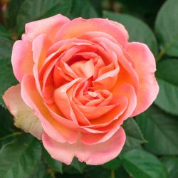 ROSIER Grandes Fleurs AUGUSTE ESCOFFIER