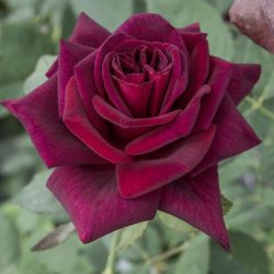 ROSIER Grandes Fleurs BLACK PERFUMELLA