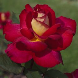 ROSIER Grandes Fleurs BOLSHOI®