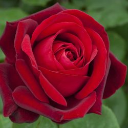 ROSIER Grandes Fleurs EDITH PIAF