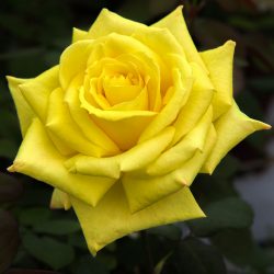 ROSIER Grandes Fleurs GOLDEN PERFUMELLA