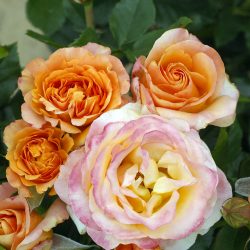 ROSIER Grandes Fleurs IBIZA