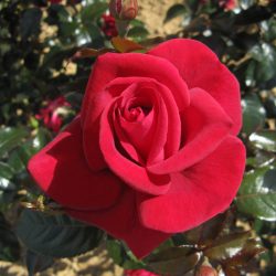 ROSIER Grandes Fleurs LE GRAND HUIT