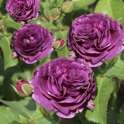 ROSIER Grandes Fleurs MINERVA