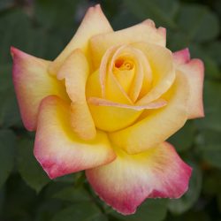 ROSIER Grandes Fleurs ORIENT PEACE (=Pullman Orient Express)