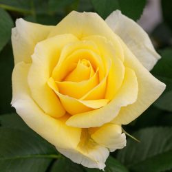 ROSIER Grandes Fleurs RUSTICA III