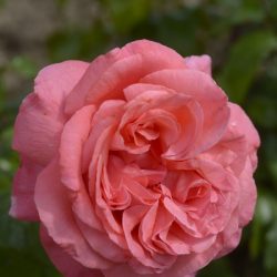 ROSIER Grandes Fleurs SPECIAL ANNIVERSARY