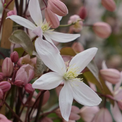 CLEMATITE Armandii Apple Blossom
