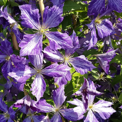 CLEMATITE JACKMANII Tie Dye
