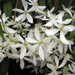 CLEMATITE Armandii