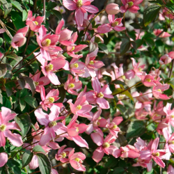 CLEMATITE Montana Broughton Star