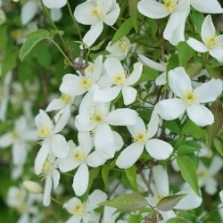CLEMATITE Montana Grandiflora