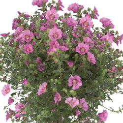 ANISODONTEA Elegans Princess pot 17cm