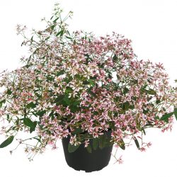 EUPHORBE Starblast Pink