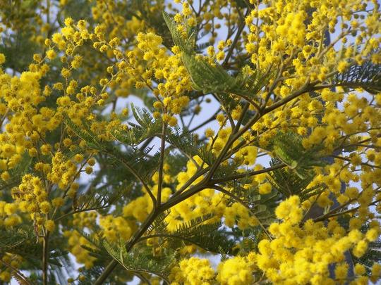 ACACIA Dealbata Gaulois – MIMOSA