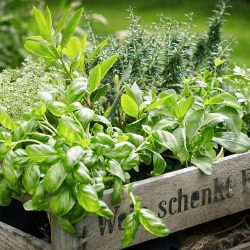 Aromatiques