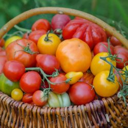 Plants de Tomates