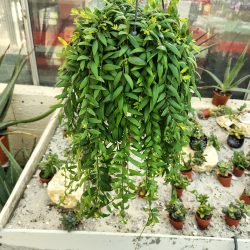 AESCHYNANTHUS Japhrolepis Suspension