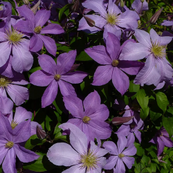 Clematite Mme Baron Veillard