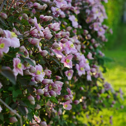 Clematite montana mayleen