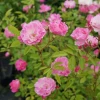 Rosier liane banksiae Rosea