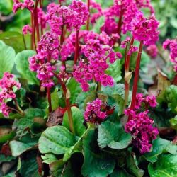 BERGENIA Rotblum