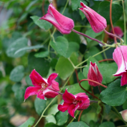 Clematite Texensis 'Notre dame de Paris'
