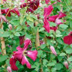 Clematite Viticella Rubra