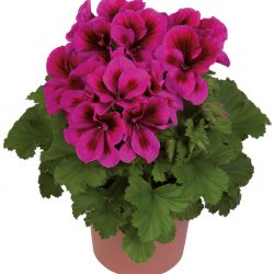 PELARGONIUM GRANDIFLORUM