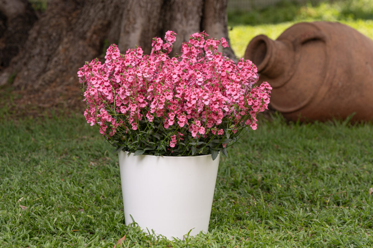 DIASCIA Trinity