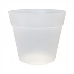POT JADE Orchidee Transparent